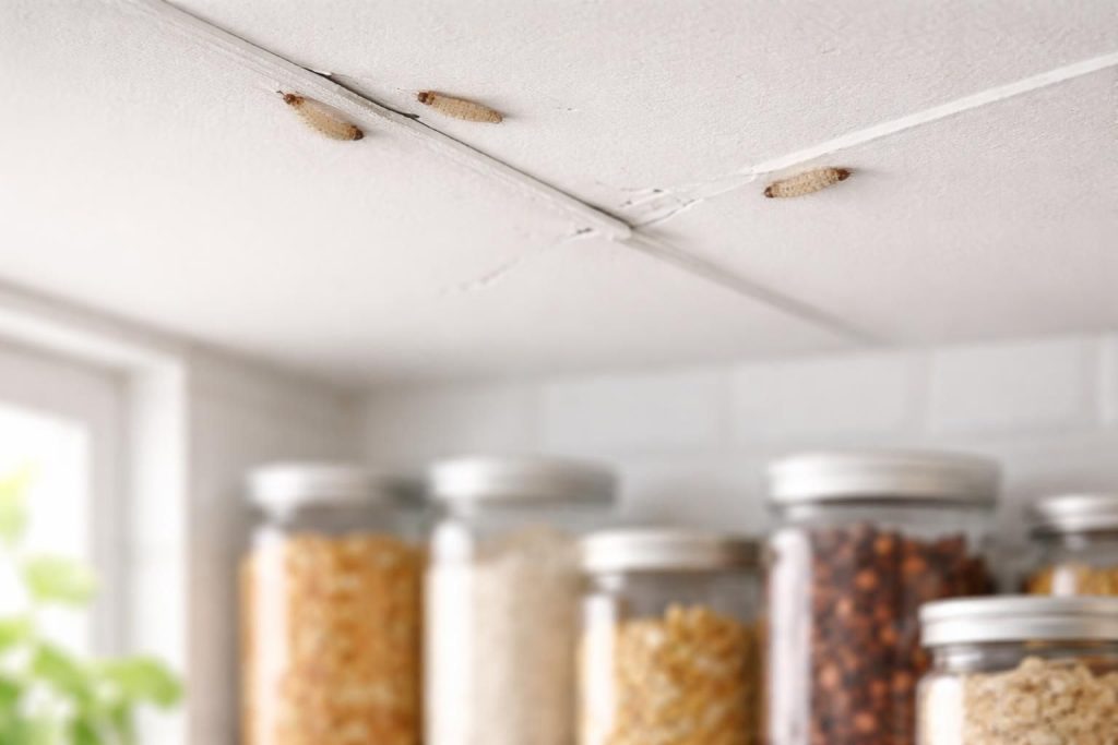 découvrez comment identifier et éliminer les larves de mites au plafond pour protéger efficacement vos aliments et garder votre cuisine saine.